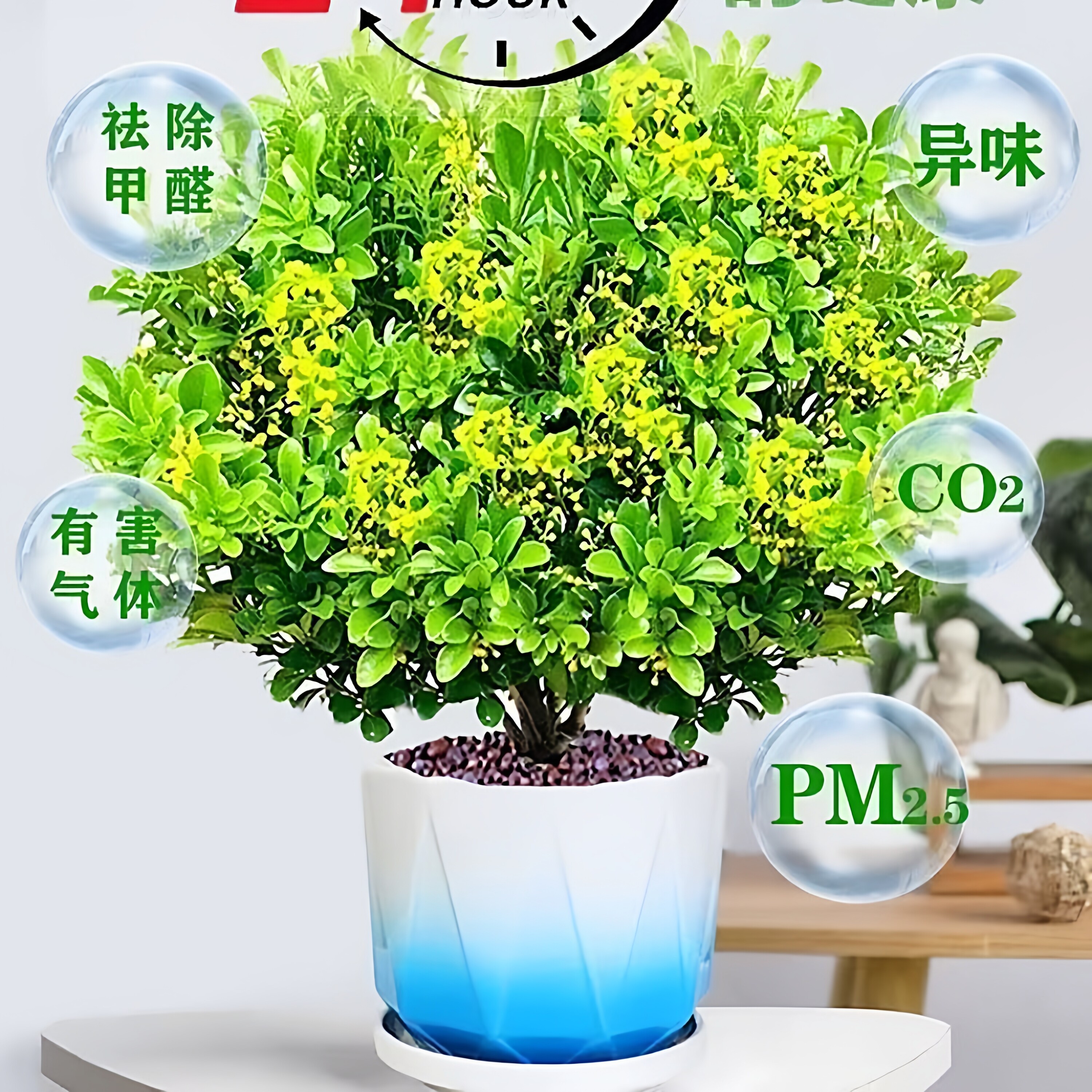 原土米兰花盆栽浓香型四季开花清新居家驱蚊室内客厅绿植美观好养