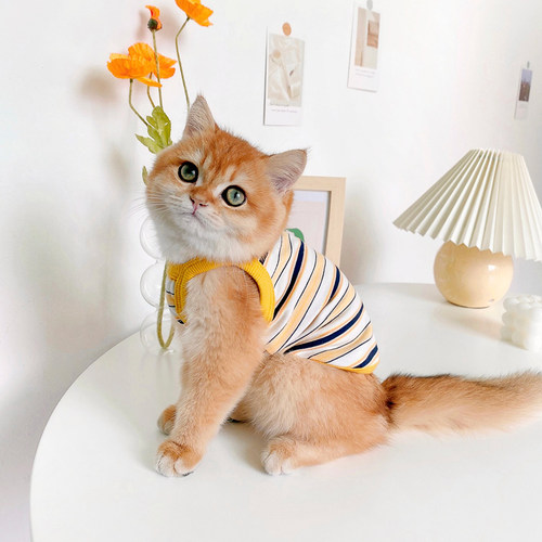薄款可爱猫猫防掉毛宠物秋季背心