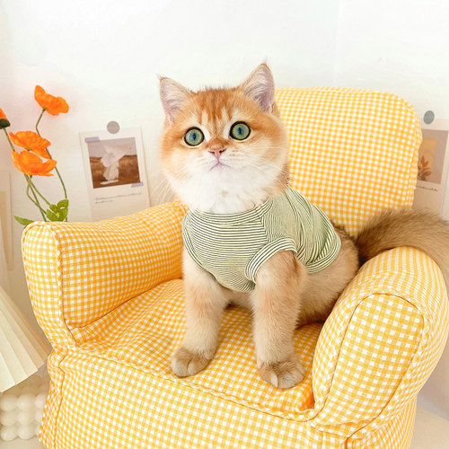 秋季防掉毛条纹蓝猫英短服装背心