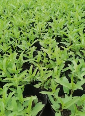 勿苗原土栽培原生苗花卉分苗牡丹花重多年生宿根缠枝攀爬花瓣四季