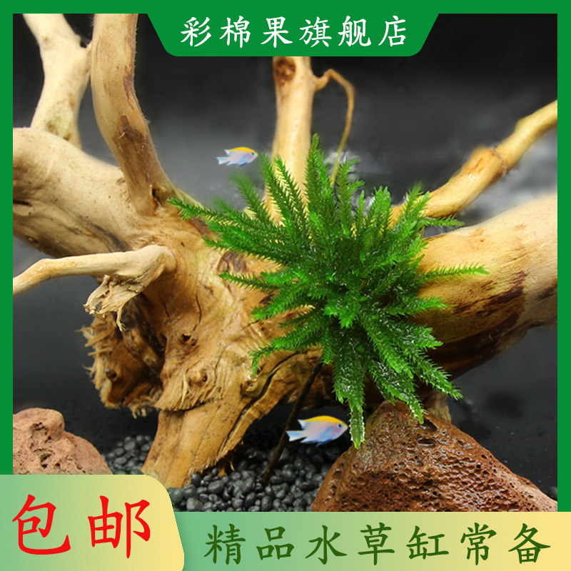 万年藓活体懒人水草苔藓多肉植物微景观生态瓶盆景造景耐活耐低温