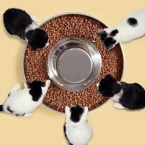 多猫食盆繁育碗大餐盘猫粮碗幼猫犬专用盆不锈钢超大号防打翻宠物