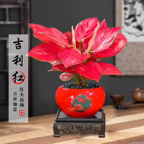 吉利红盆栽书房茶几客厅