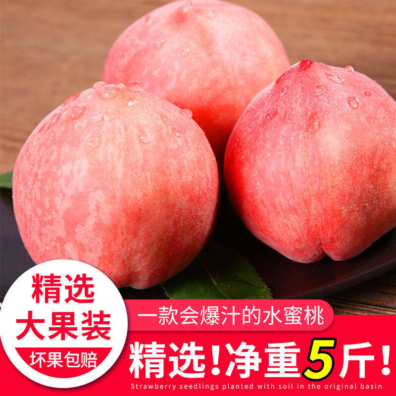 山西运城水蜜桃运城新鲜水蜜桃当季甜桃子运城毛桃顺丰包邮