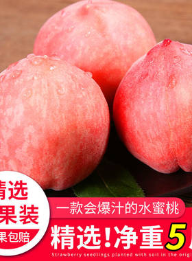 山西运城水蜜桃运城新鲜水蜜桃当季甜桃子运城毛桃顺丰包邮