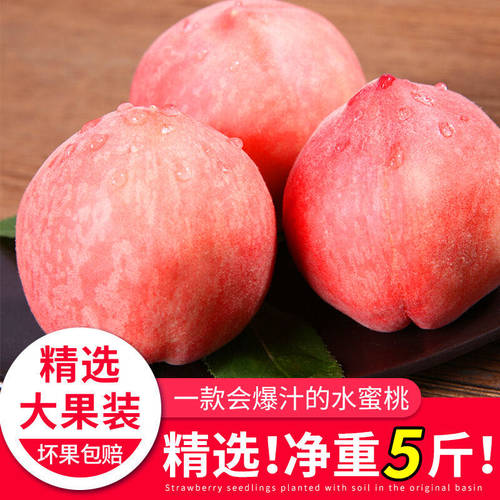 山西运城水蜜桃运城新鲜水蜜桃当季甜桃子运城毛桃顺丰包邮