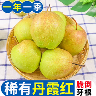山西运城丹霞红梨新鲜丹霞红酥梨运城丹霞红梨孕妇水果包邮