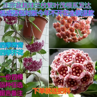 12元 绿植吊兰爬藤攀援植物心叶花卉 4颗当年开花球兰带花大苗四季