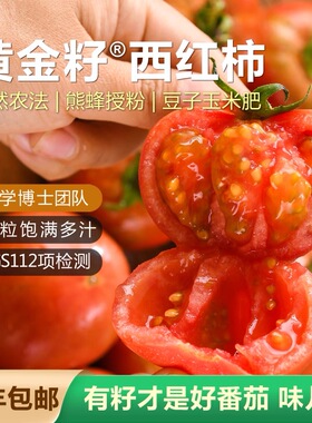 新鲜自然熟黄金籽西红柿5斤农家蔬菜水果绿色食品番茄顺丰包邮