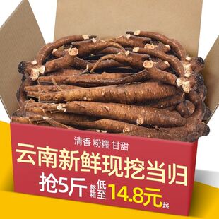 新鲜甜当归云南野生西归现挖鲜活生炖鸡煲汤药膳无硫餐馆酒店食材