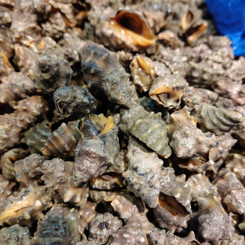 鲜活辣螺500g松门特产小海鲜包邮