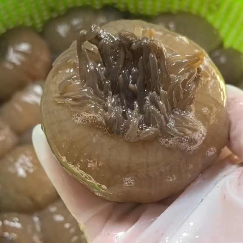 鲜活沙蒜500g江浙沪顺丰包邮台州温岭松门小素芬严选海鲜特产海葵