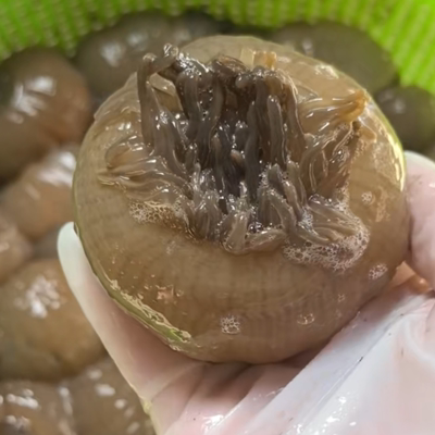 鲜活沙蒜500g江浙沪顺丰包邮台州温岭松门小素芬严选海鲜特产海葵