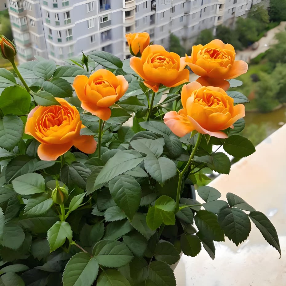 阳台带花苞盆栽玫瑰月季苗图片