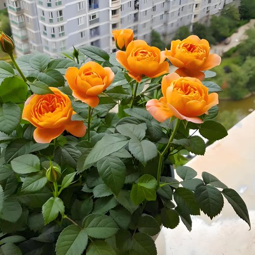 阳台带花苞盆栽玫瑰月季苗