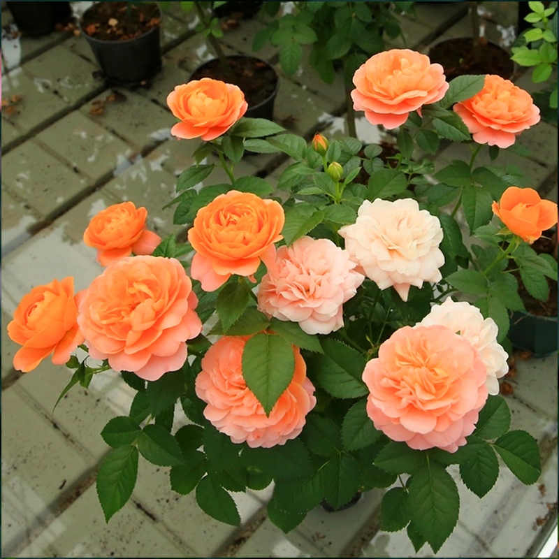 微型庭院玫瑰花苗阳台灌木月季