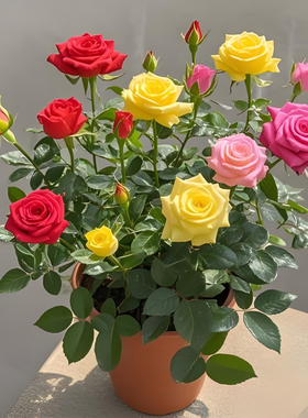 玫瑰花苗浓香特大花带花苞花卉绿植物室内外庭院阳台盆栽蔷薇月季