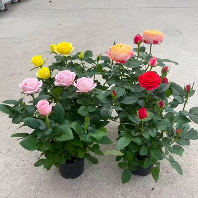 玫瑰月季花苗室内外庭院阳台盆栽