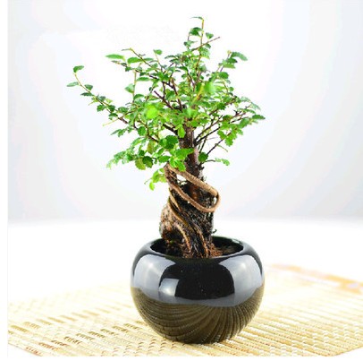 桌面小盆栽微型树桩榆树盆栽榆树造型小盆景小榆树盆栽防辐射.