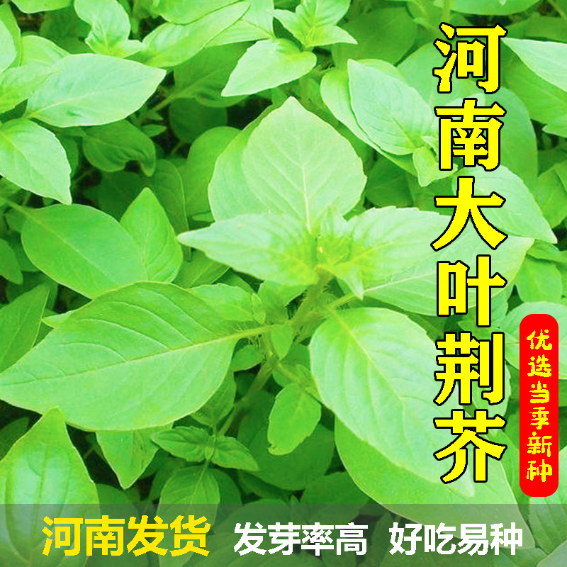 荆芥菜种籽大叶河南荆芥种子蔬菜种子苋菜种籽大全农家阳台种孑