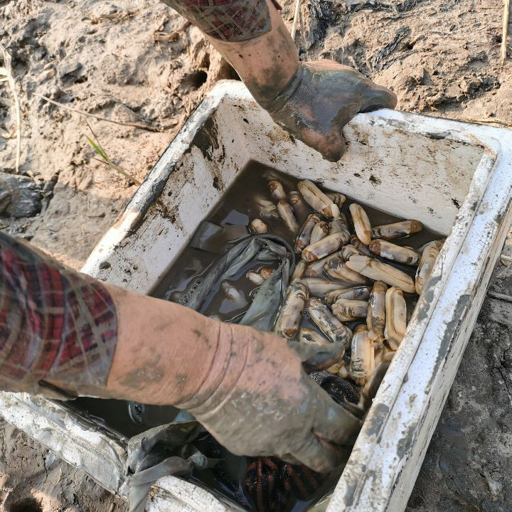 小人鲜钩子宣钩子缢蛏钩钓鲜蚬钩双头蛏钓海鲜工具小人仙赶海钩子