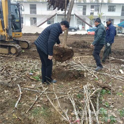 农业小型挖树机 果树移植苗木挖掘起苗汽油机手扶式挖桩带土球机