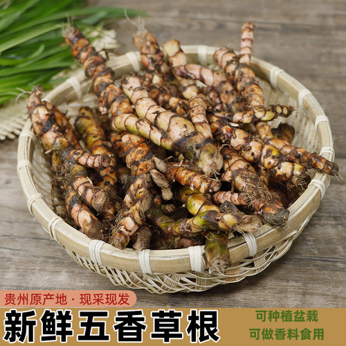 贵州生鲜根五香草赖三奈菖蒲食用