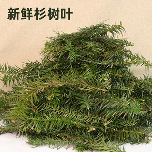 新鲜采摘杉树叶自然杉树枝叶树根装饰道具新鲜真叶子煮茶用泡杉根