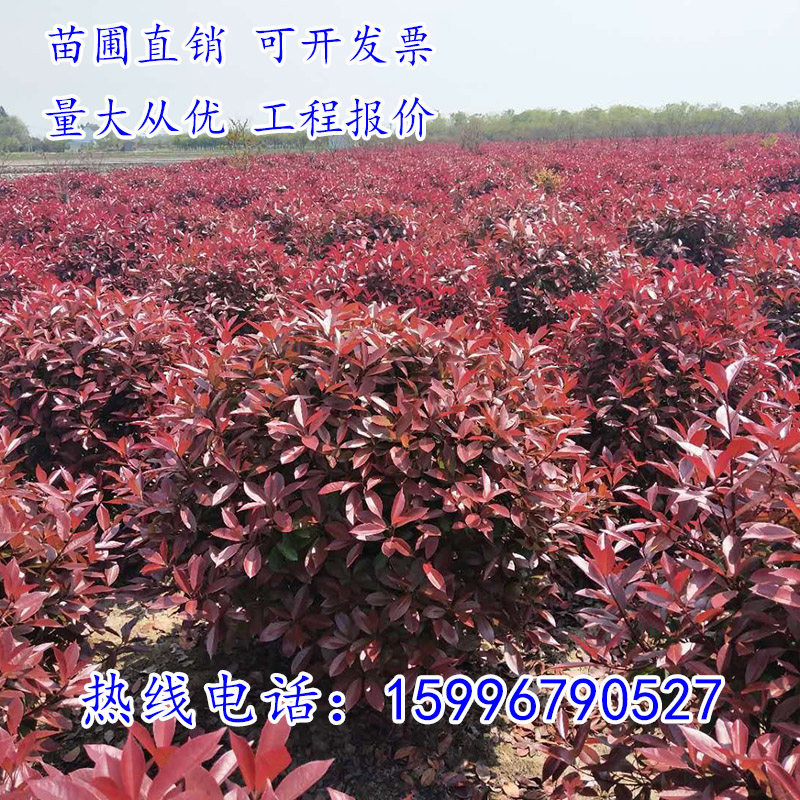 红叶石楠树苗红叶石楠球形小苗庭院别墅绿化植物绿化苗灌木绿篱