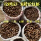 发酵松树皮兰花专用植料营养土蝴蝶兰专用土发酵兰科专用颗粒料