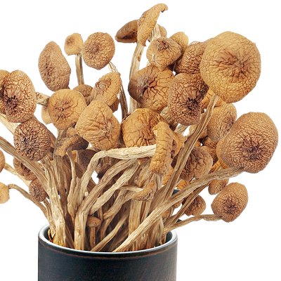 金润源冰菇古田茶树菇 头茬杆嫩不开伞不开膜无硫茶树菇干货菌菇
