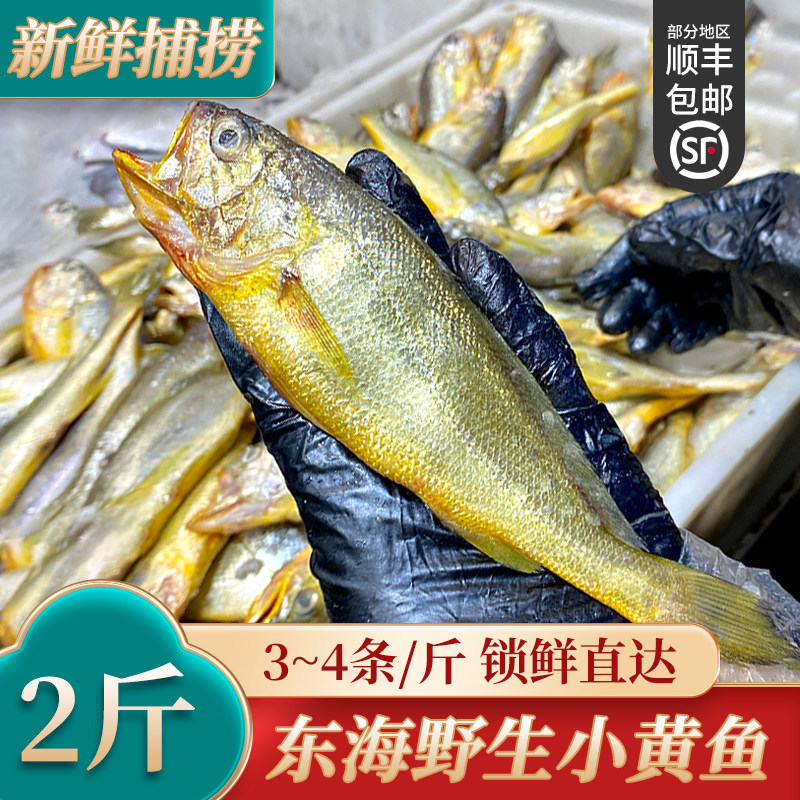 新货 大号新鲜小黄鱼黄花鱼冷冻舟山黄鱼鲜活水产3-4条/斤  2斤装