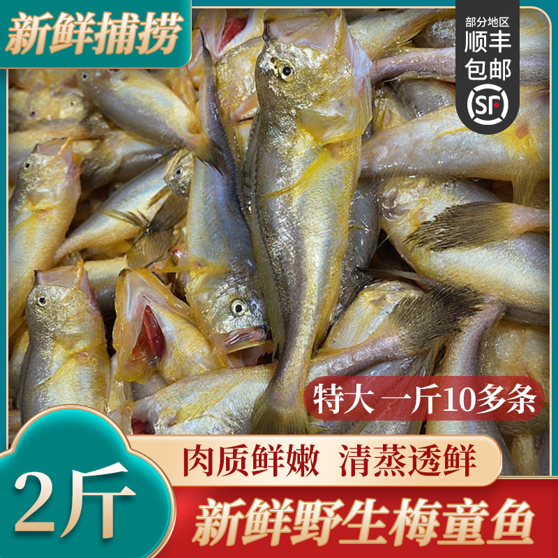 新鲜舟山梅童鱼冷冻大头梅童鱼小梅子鱼东海海鲜宁波大头宝鱼特大,水产肉类/新鲜蔬果/熟食,黄鱼,淘宝优惠券,粉丝福利购,淘宝优惠卷
