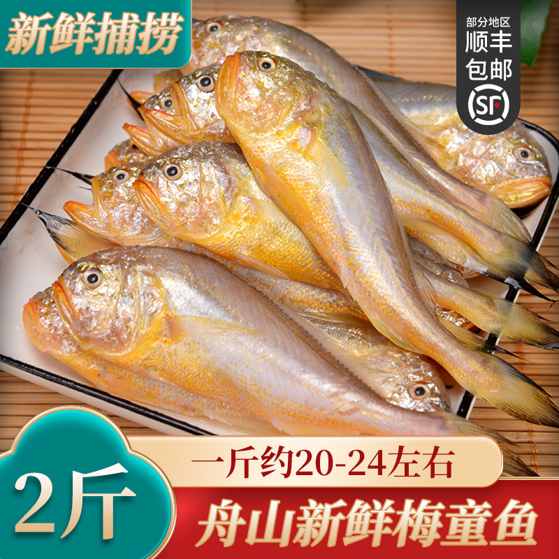 大号新鲜梅童鱼舟山小梅子鱼细眼大头梅鱼约22条/斤 新鲜捕捞速冻