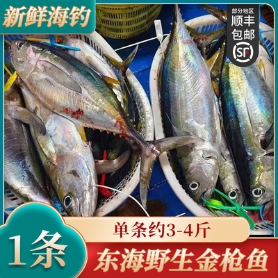 舟山人工海钓新鲜鲣鱼深海白纹金枪鱼炮弹鱼冷冻洋光鱼 整条3-4斤
