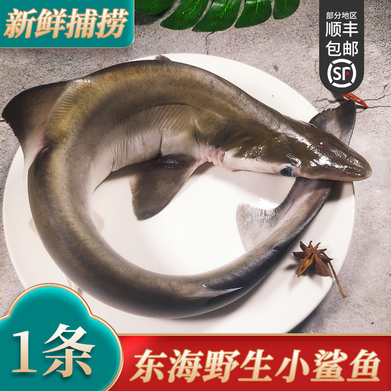 舟山新鲜小鲨鱼深海捕捞鱼海鱼非白鲨鱼冷冻海鲜水产鲨肉约1.3斤