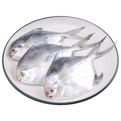 新货鲳鱼新鲜冷冻7-9条/斤3斤装