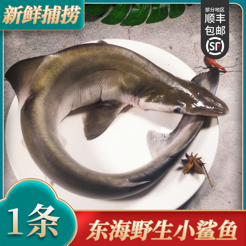 舟山小鲨鱼单条约1斤左右