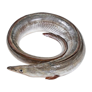 海鳗鱼新鲜冷冻 海鳗鱼鳗鱼肉鲜货水产东海鳗鱼段大 整条约1-2斤