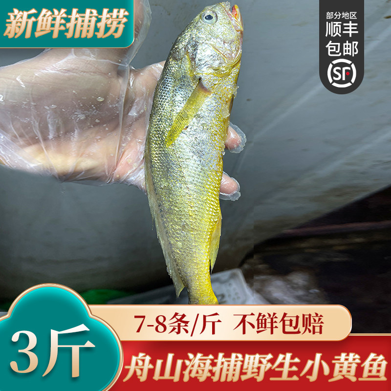 新货 小黄鱼新鲜黄花鱼冷冻舟山生黄鱼水产冷冻7-8条/斤 3斤装野