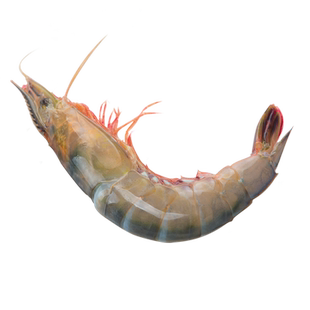 新鲜青壳滑皮虾条虾鲜活速冻舟山野生海鲜活皮虾部分带膏大号 3斤