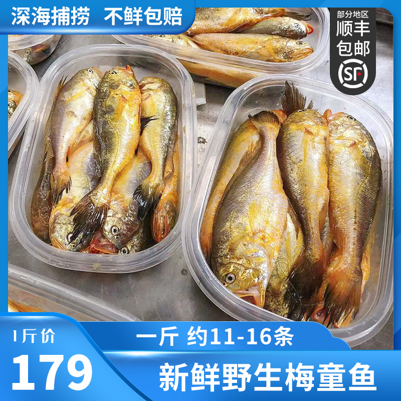 大号梅童鱼11-16条一斤
