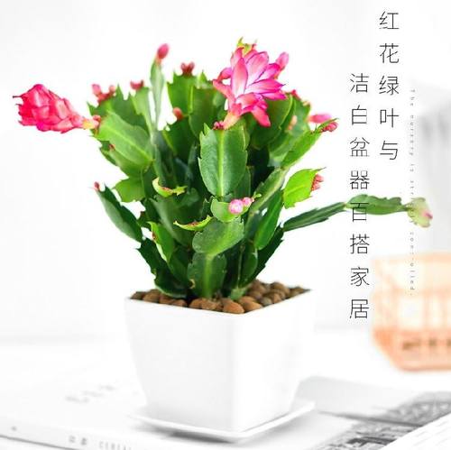 很香的盆栽花四季室内素材模板 很香的盆栽花四季室内图片下载 小麦优选