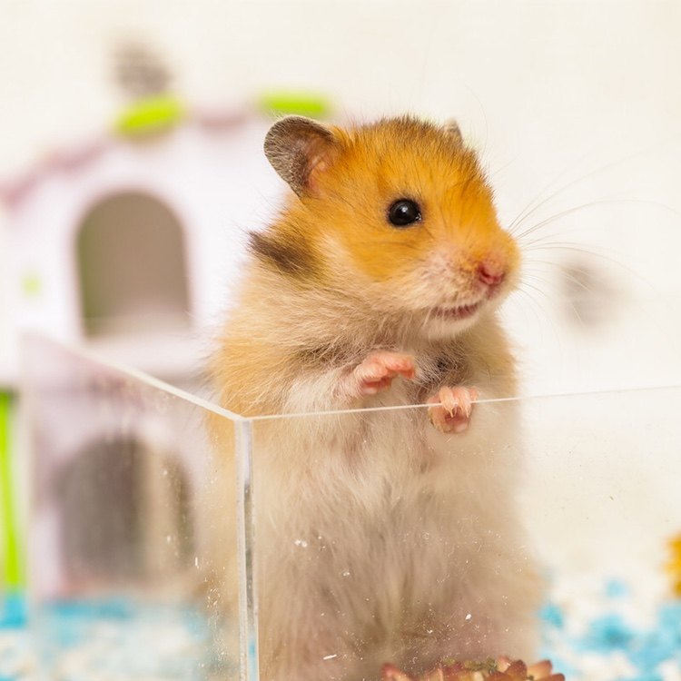 长毛虎纹熊幼崽稀有金丝熊包健康