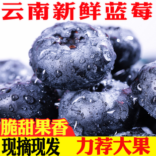 云南蓝莓新鲜怡颗梅当季 现摘 包邮 水果孕妇零食高山蓝莓鲜果整箱