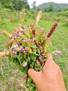 深山新鲜麦夏枯草全草带根九重楼铁色大头花棒柱头花灯笼头六月干