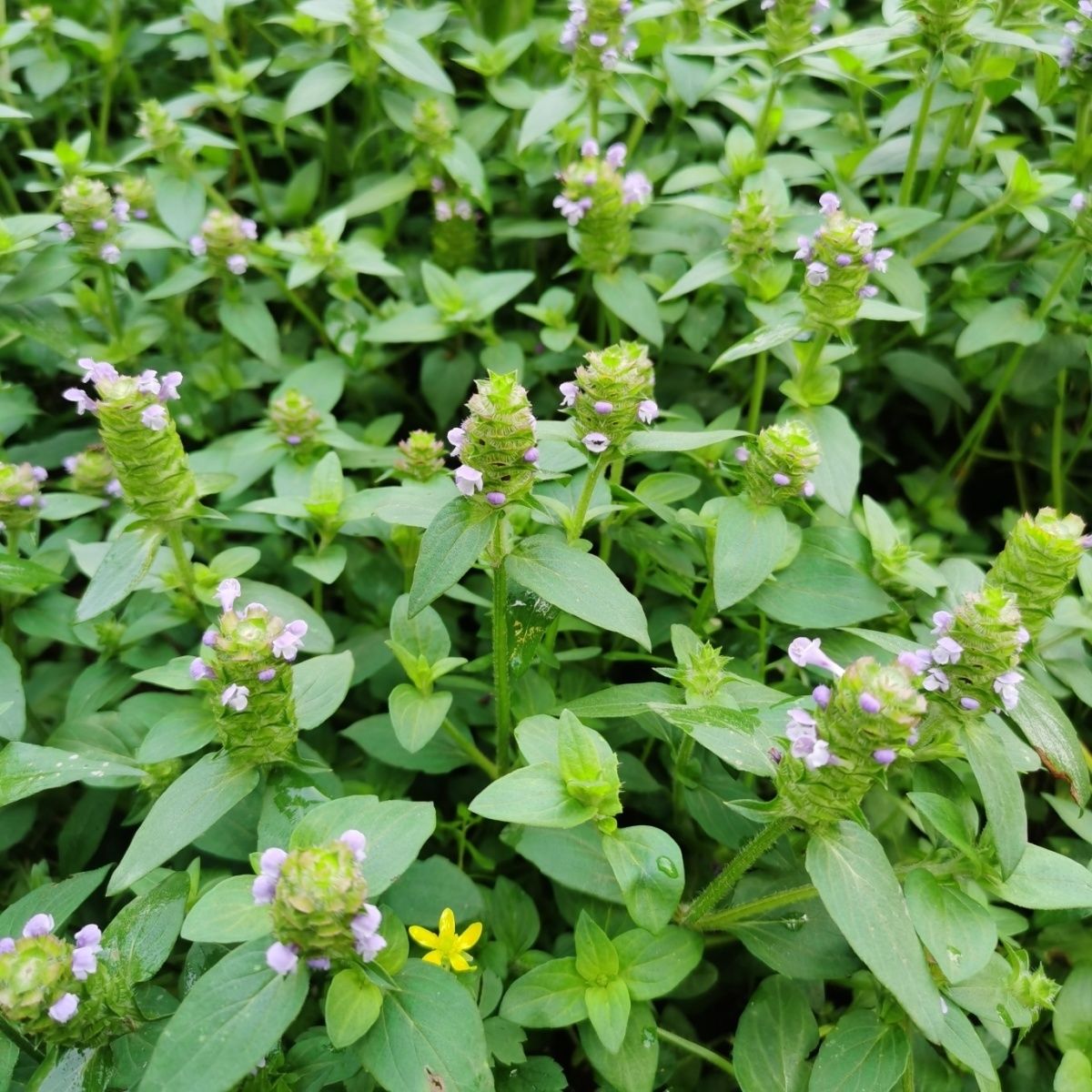 正宗夏枯草苗纯天然夏枯草新鲜现挖现发盆栽盆景绿植