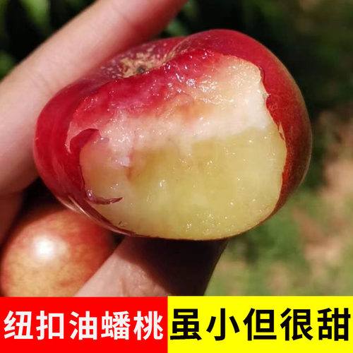 纽扣蟠桃新鲜水果当季整箱山东蒙阴蜜桃油蟠桃孕妇水果桃子新鲜