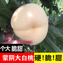 蒙阴大白桃新鲜水果整箱当季蒙阴蜜桃北京8号蜜8脆桃奶油白毛桃