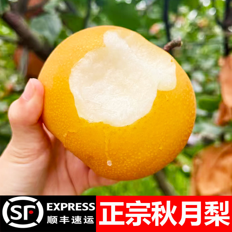 正宗冰糖秋月梨口感细腻无渣！